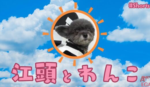 ショートの 江頭とわんこ―『江頭と犬　〜Let’s get along with the dog〜』【エガちゃんねる切り抜き】