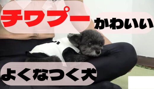 かわいくて、よくなつく犬「チワプー」【エガちゃんねる】公認切り抜き