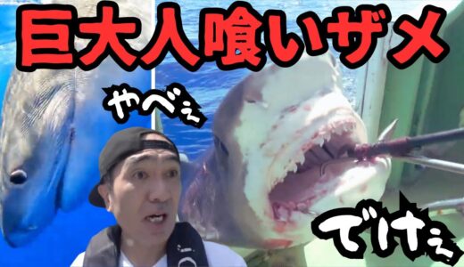 【エガちゃんねる 切り抜き】久米島で巨大人喰いザメ獲ったどぉー！