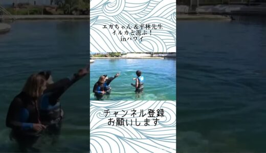 エガちゃん&平林先生　ハワイでイルカと遊ぶ！【エガちゃんねる切り抜き】#shorts #エガちゃんねる