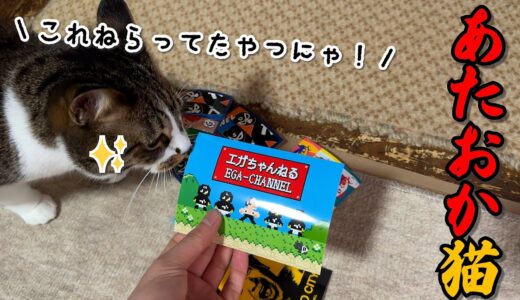 今日で４歳になるエガちゃんねる大好き猫のどんぐりに誕生日プレゼントを渡してみた！