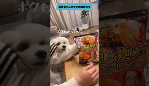 【エガちゃんねるポテチ】僕も食べたい🐶🥔 #shorts #dog #cavachon #エガちゃんねる #ポテチ #あたおか