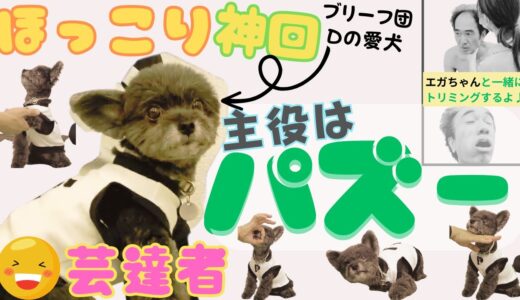 【芸達者チワプー】犬が苦手なエガちゃんと小型犬パズーが戯れる。＆ エガちゃん・パズーと一緒にトリミングを受ける。